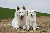 BERGER BLANC SUISSE - ADULTS ET PUPPIES 024